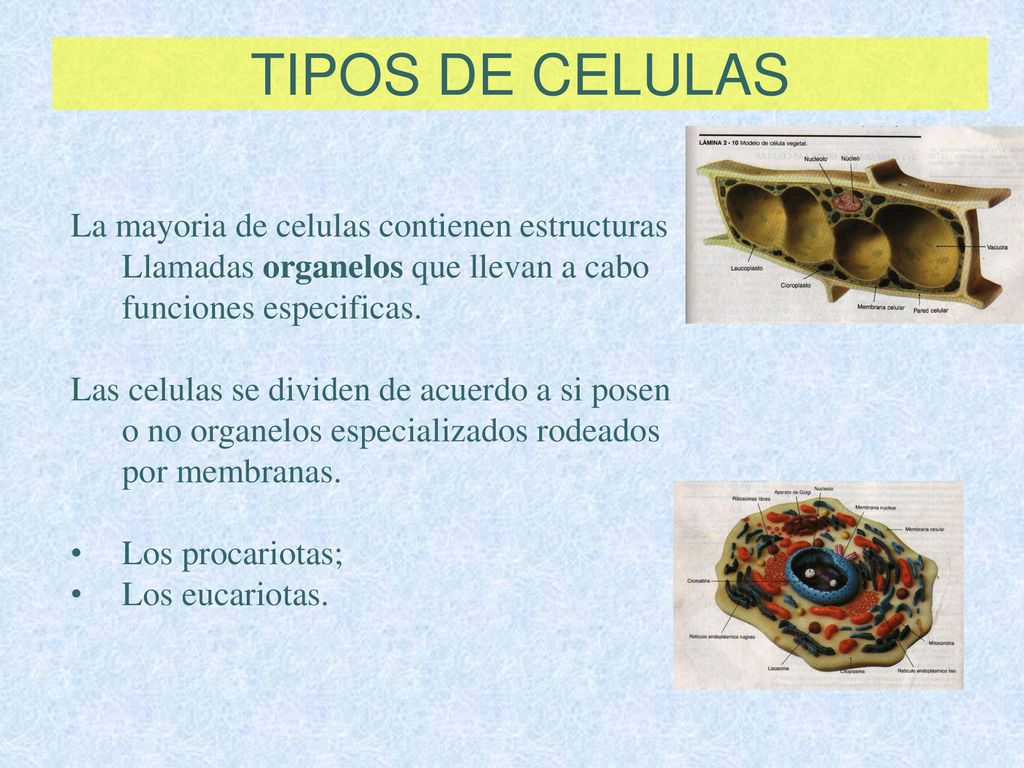 TIPOS DE CELULAS La mayoria de celulas contienen estructuras Llamadas organelos que llevan a cabo funciones especificas.