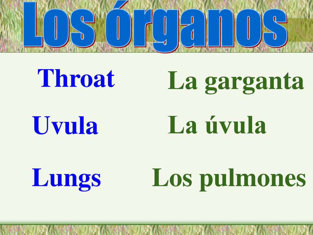 Los órganos Throat La garganta Uvula La úvula Lungs Los pulmones