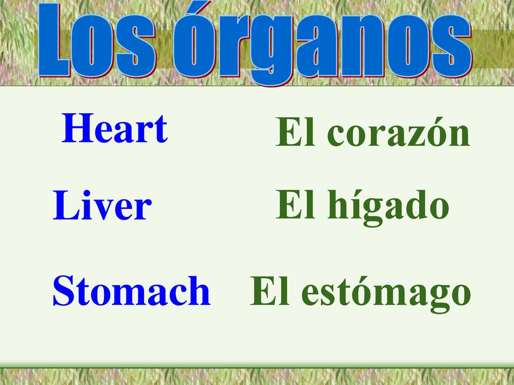Los órganos Heart El corazón Liver El hígado Stomach El estómago