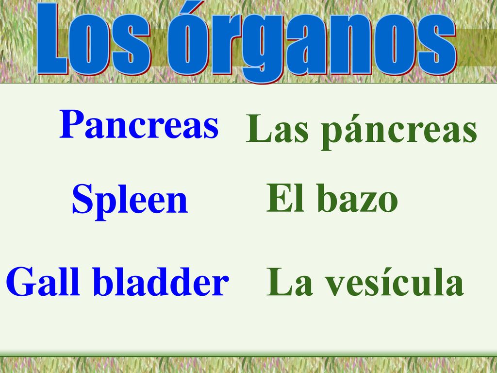 Los órganos Pancreas Las páncreas Spleen El bazo Gall bladder