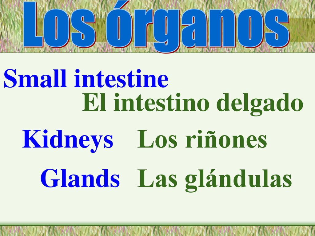 Los órganos Small intestine El intestino delgado Kidneys Los riñones