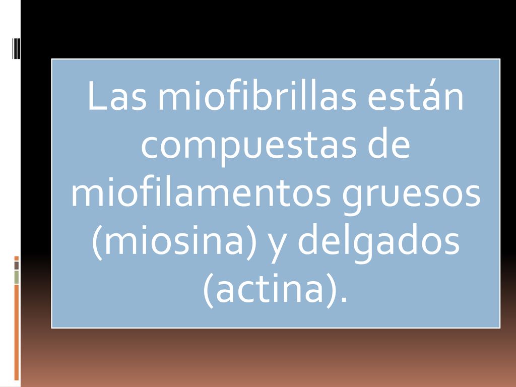 Las miofibrillas están compuestas de miofilamentos gruesos (miosina) y delgados (actina).