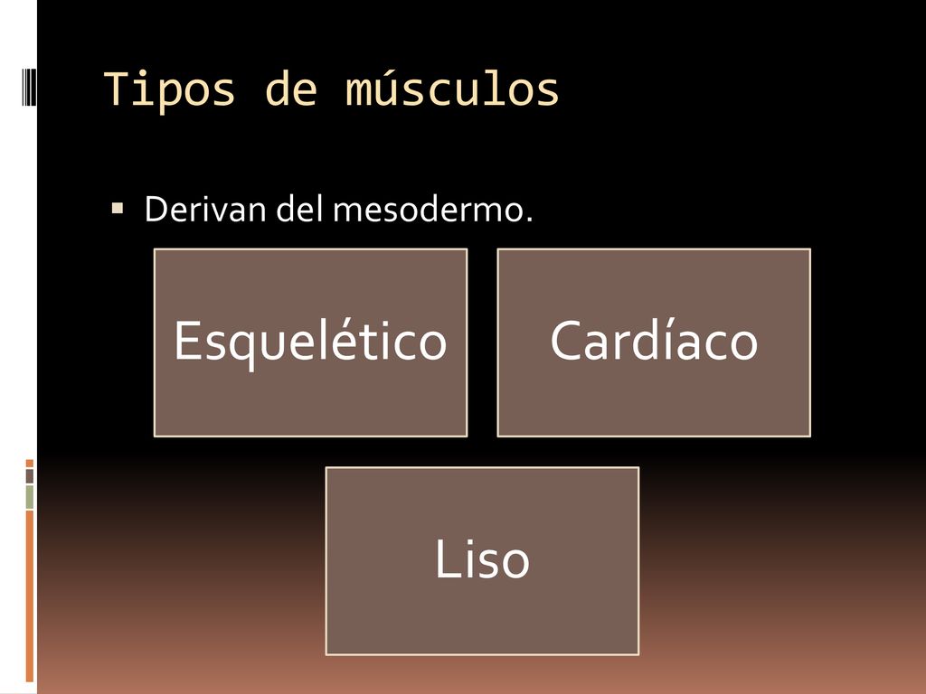 Tipos de músculos Derivan del mesodermo. Esquelético Cardíaco Liso