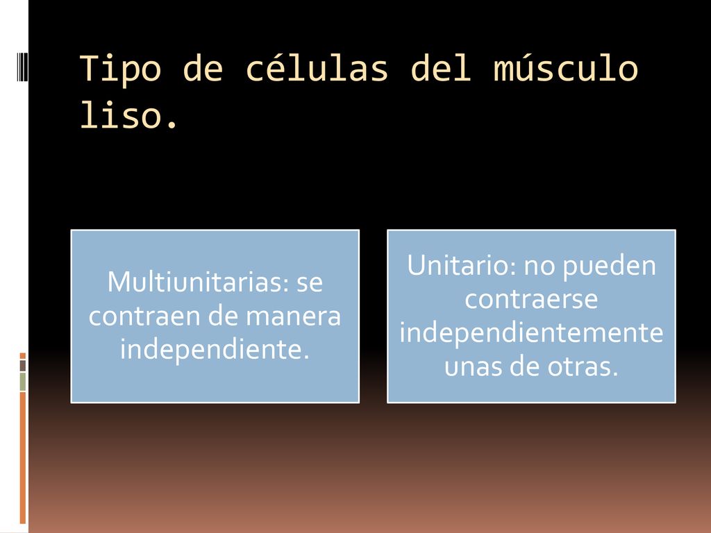 Tipo de células del músculo liso.