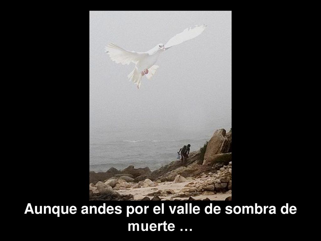 Aunque andes por el valle de sombra de muerte …