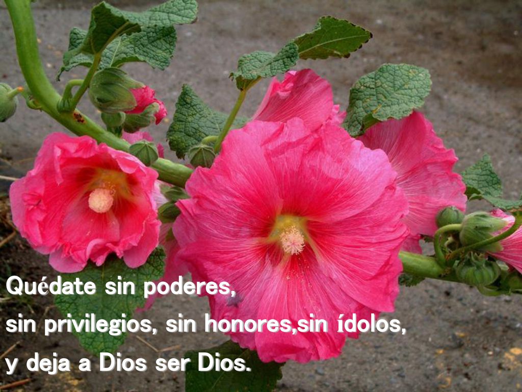 sin privilegios, sin honores,sin ídolos, y deja a Dios ser Dios.