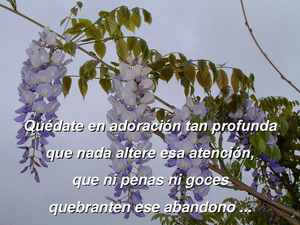 Quédate en adoración tan profunda que nada altere esa atención,