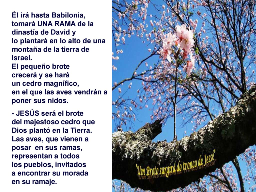 Él irá hasta Babilonia, tomará UNA RAMA de la dinastía de David y
