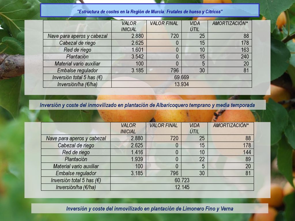 Estructura de costes en la Región de Murcia: Frutales de hueso y Cítricos