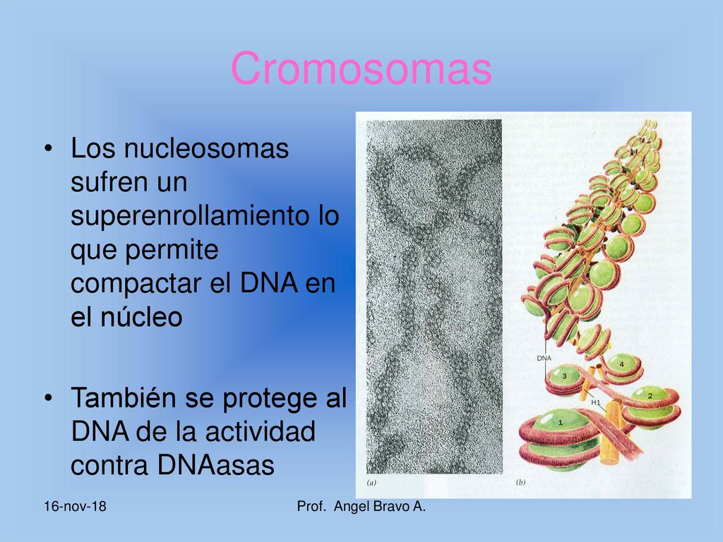 Cromosomas Los nucleosomas sufren un superenrollamiento lo que permite compactar el DNA en el núcleo.