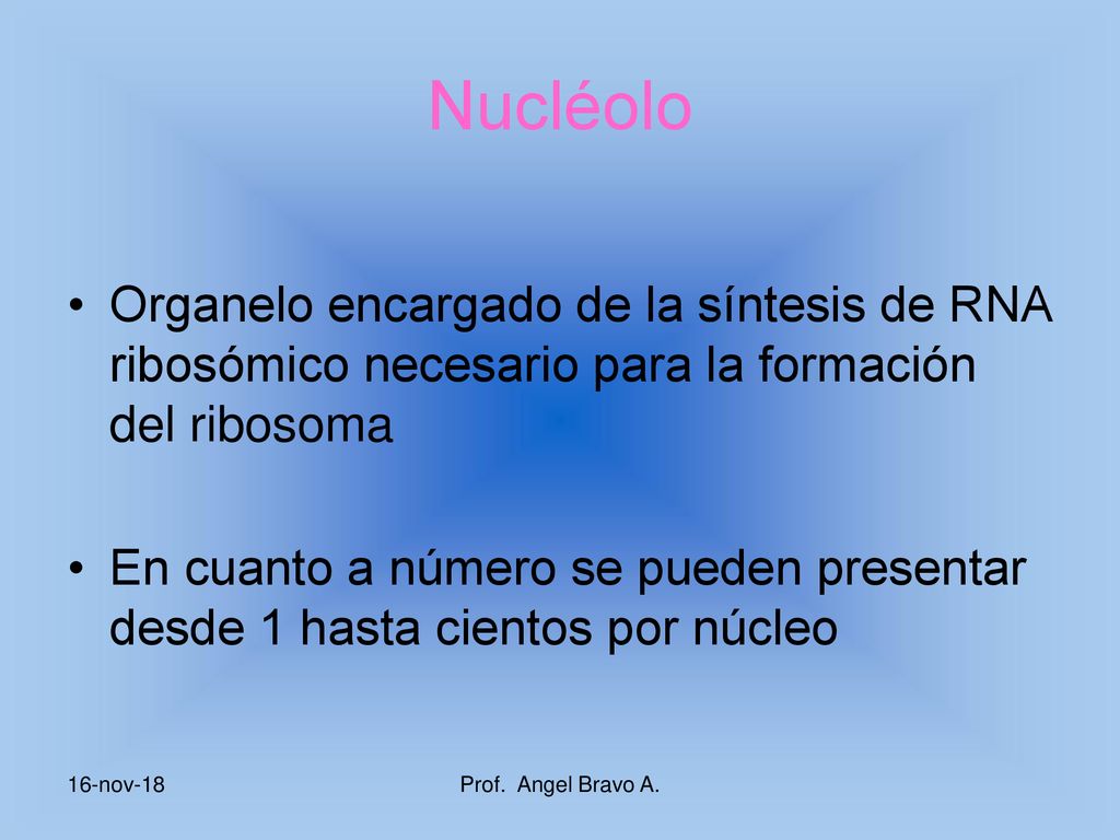 Nucléolo Organelo encargado de la síntesis de RNA ribosómico necesario para la formación del ribosoma.