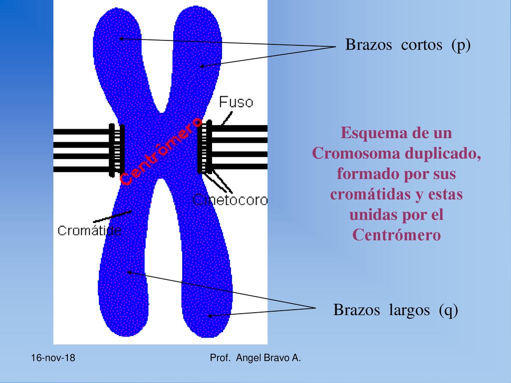Brazos cortos (p) Esquema de un Cromosoma duplicado, formado por sus cromátidas y estas unidas por el Centrómero.