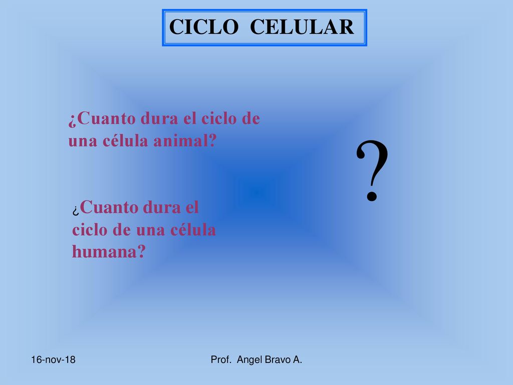 CICLO CELULAR ¿Cuanto dura el ciclo de una célula animal