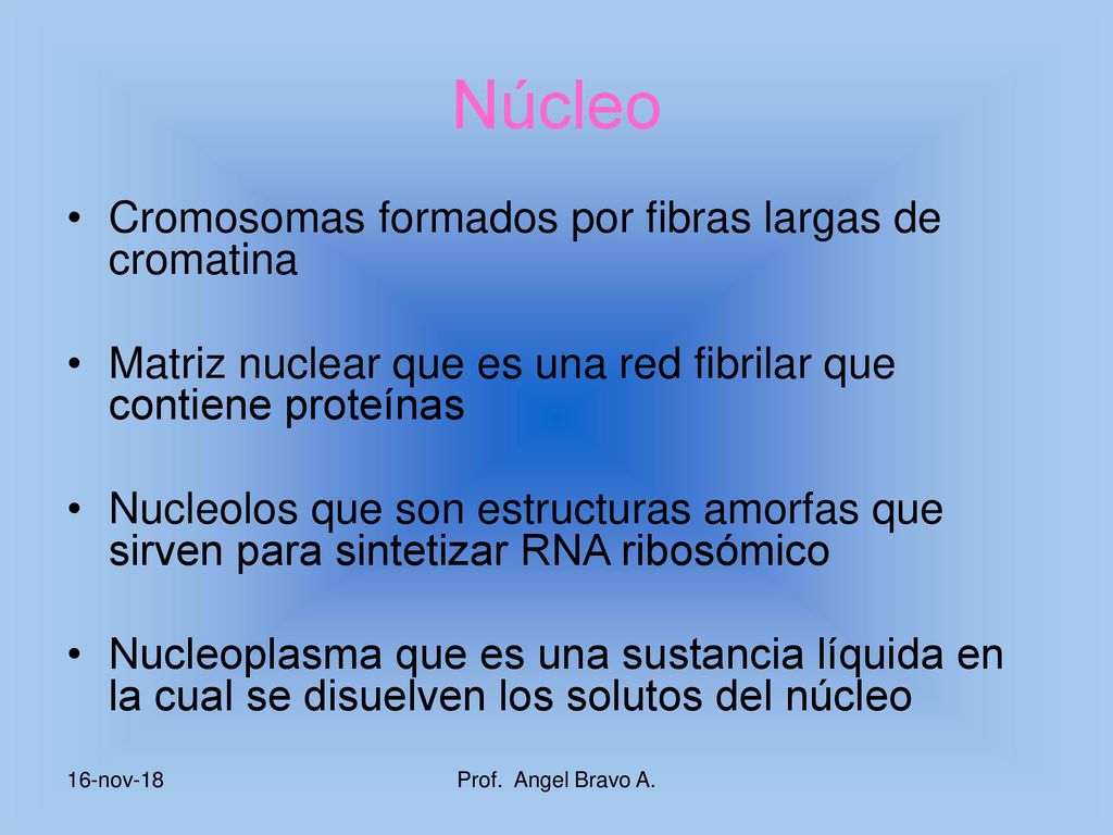 Núcleo Cromosomas formados por fibras largas de cromatina