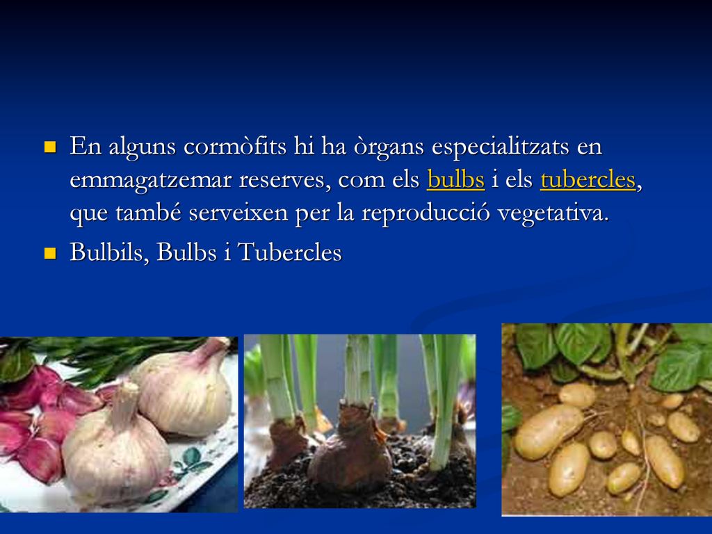 En alguns cormòfits hi ha òrgans especialitzats en emmagatzemar reserves, com els bulbs i els tubercles, que també serveixen per la reproducció vegetativa.