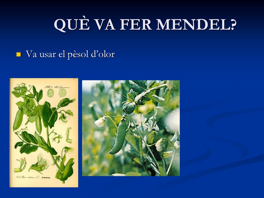 QUÈ VA FER MENDEL Va usar el pèsol d’olor