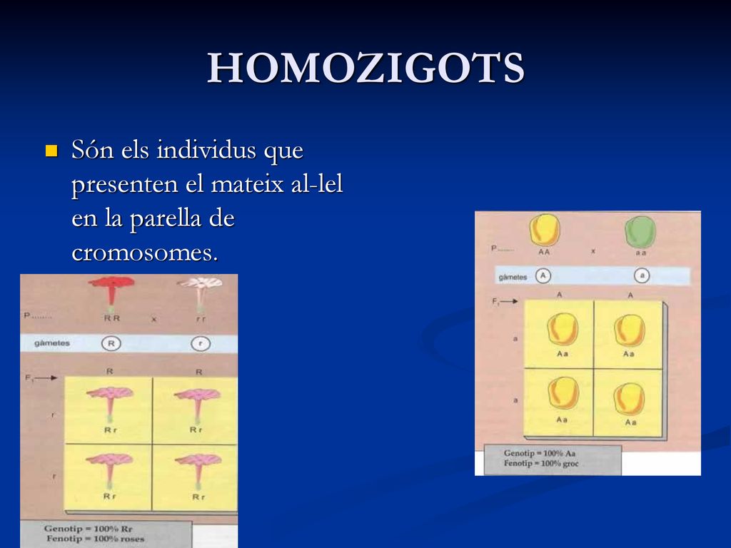HOMOZIGOTS Són els individus que presenten el mateix al-lel en la parella de cromosomes.