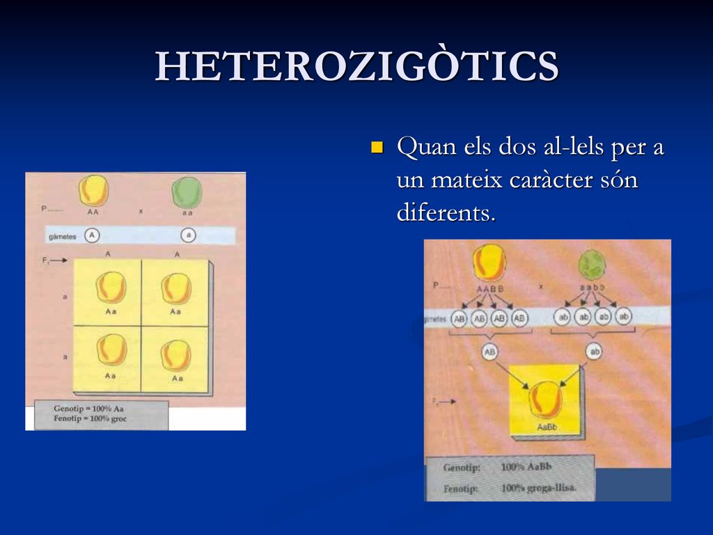 HETEROZIGÒTICS Quan els dos al-lels per a un mateix caràcter són diferents.