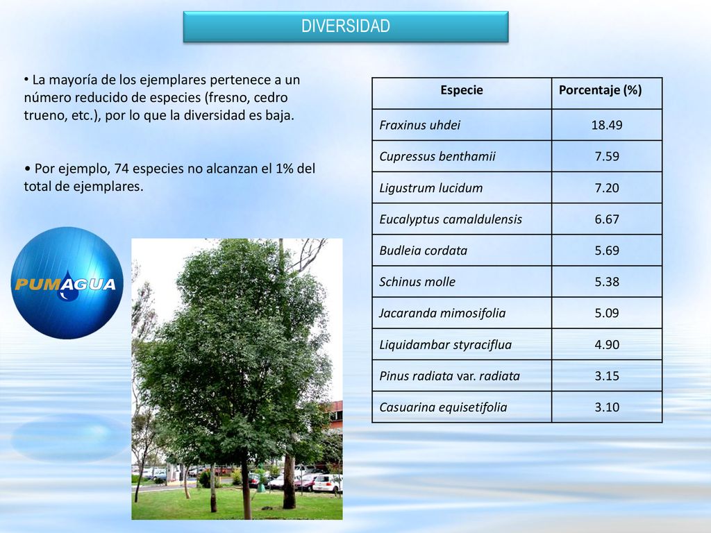 DIVERSIDAD La mayoría de los ejemplares pertenece a un número reducido de especies (fresno, cedro trueno, etc.), por lo que la diversidad es baja.