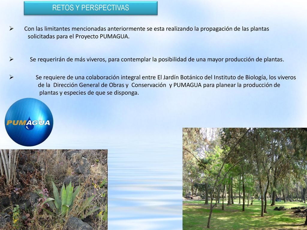 RETOS Y PERSPECTIVAS Con las limitantes mencionadas anteriormente se esta realizando la propagación de las plantas.