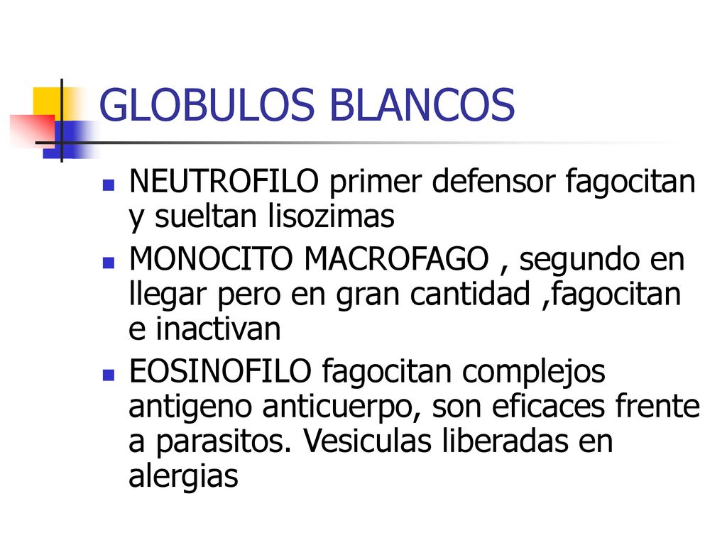 GLOBULOS BLANCOS NEUTROFILO primer defensor fagocitan y sueltan lisozimas.