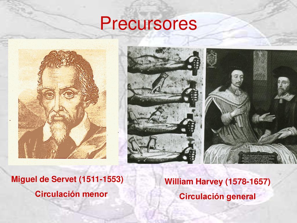 Precursores Miguel de Servet ( ) William Harvey ( )