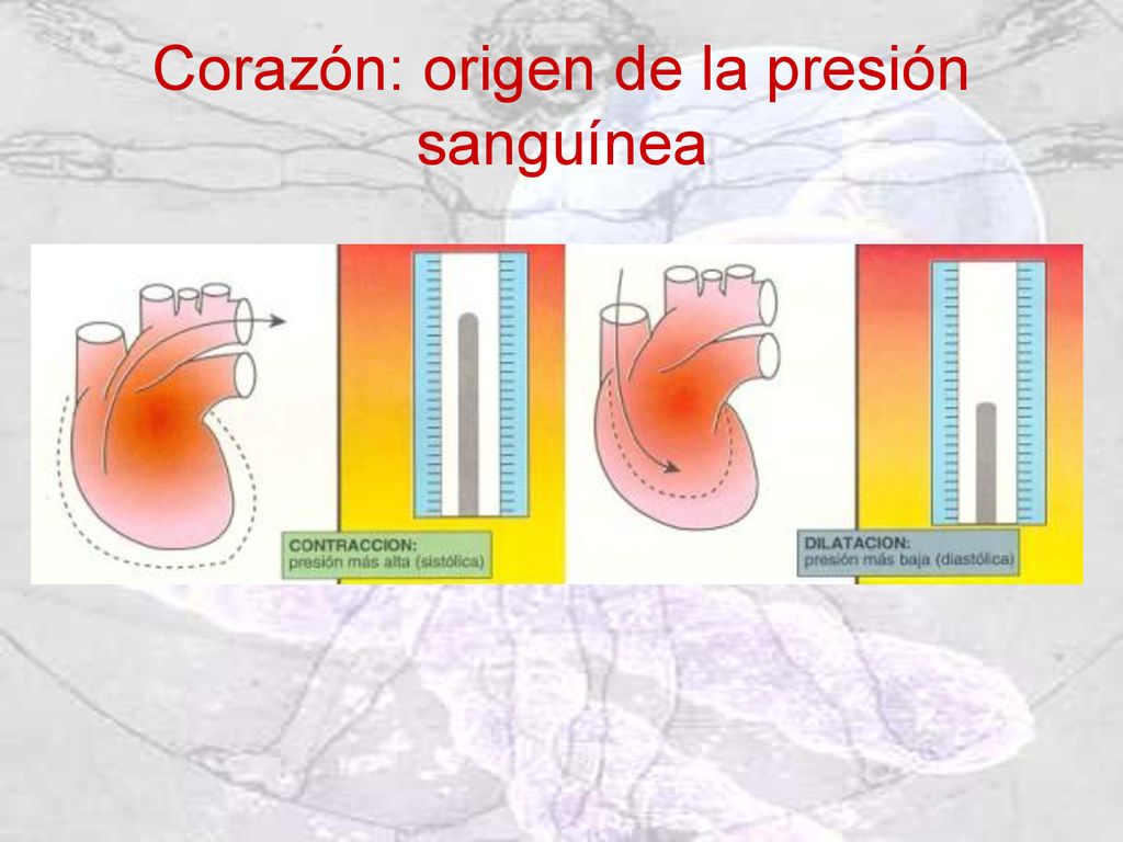 Corazón: origen de la presión sanguínea