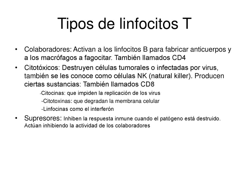 Tipos de linfocitos T Colaboradores: Activan a los linfocitos B para fabricar anticuerpos y a los macrófagos a fagocitar. También llamados CD4.