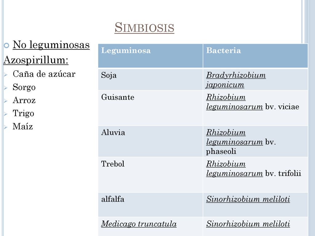 Simbiosis No leguminosas Azospirillum: Caña de azúcar Sorgo Arroz
