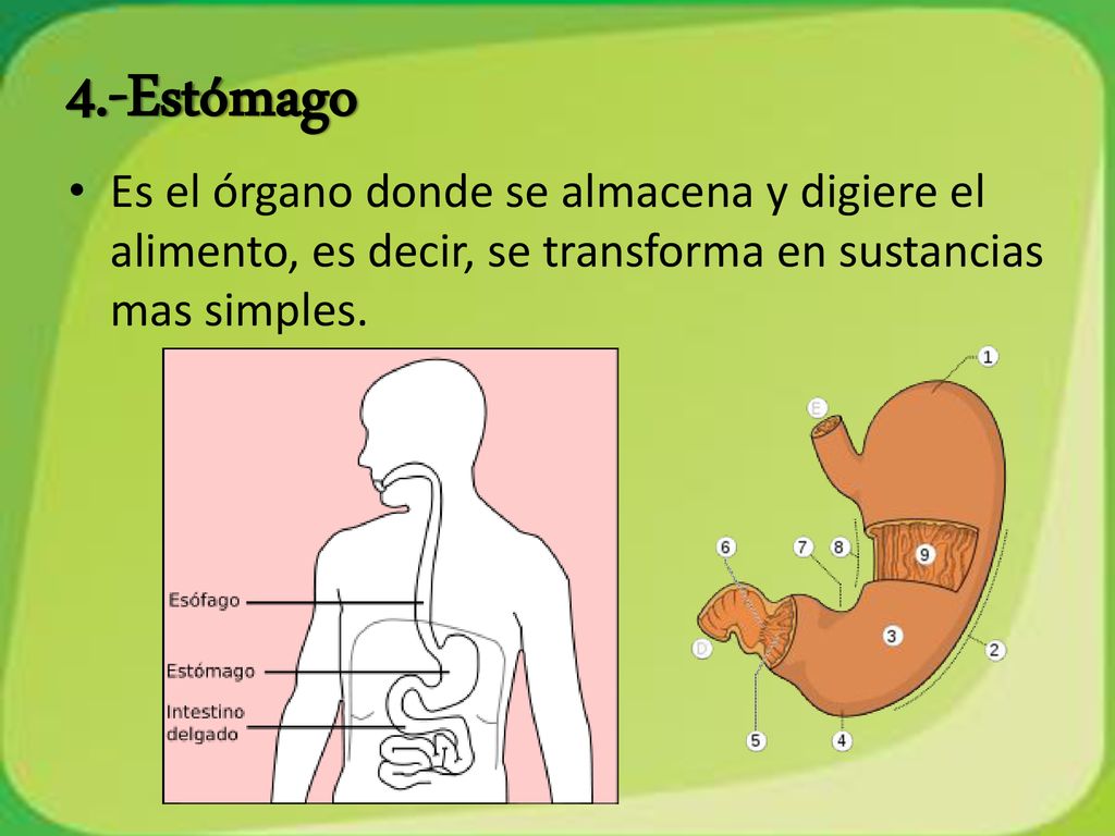 4.-Estómago Es el órgano donde se almacena y digiere el alimento, es decir, se transforma en sustancias mas simples.