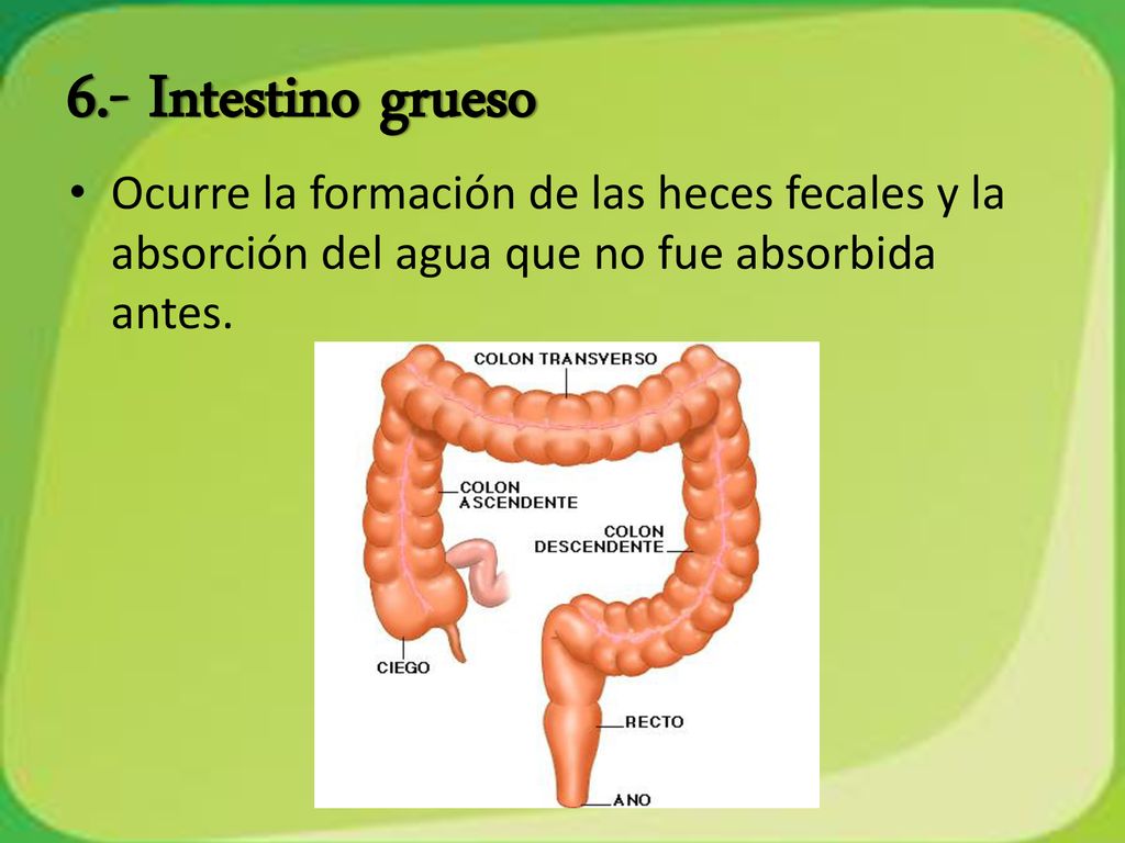 6.- Intestino grueso Ocurre la formación de las heces fecales y la absorción del agua que no fue absorbida antes.