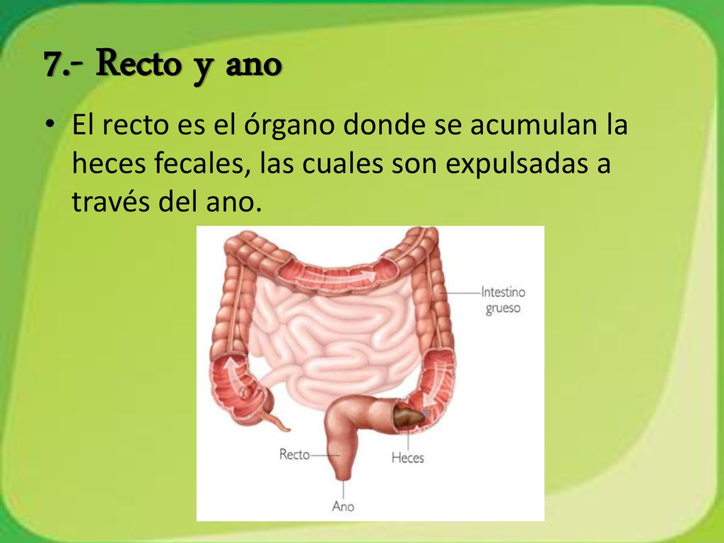 7.- Recto y ano El recto es el órgano donde se acumulan la heces fecales, las cuales son expulsadas a través del ano.