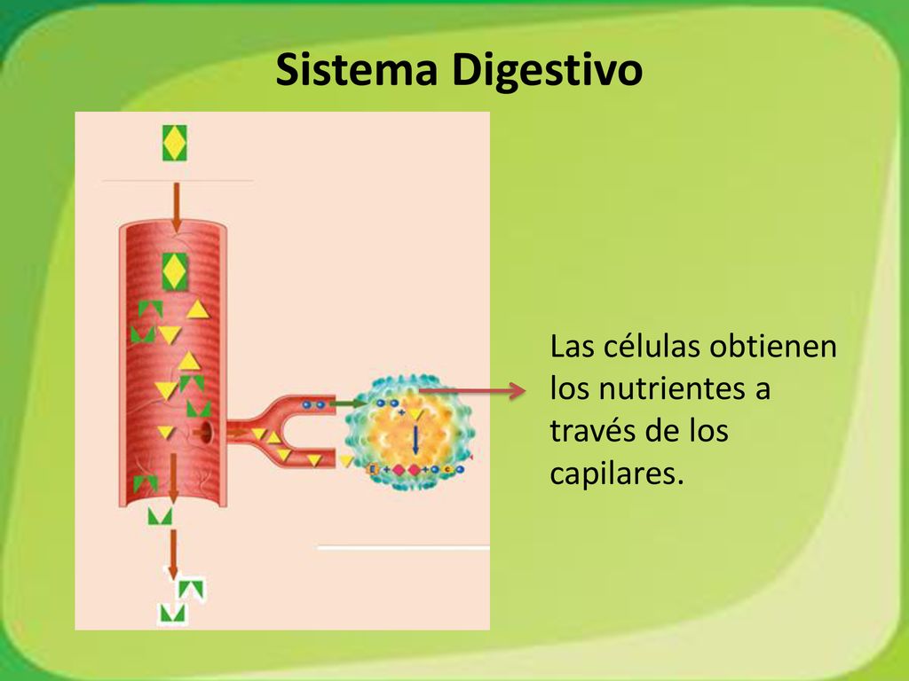 Sistema Digestivo Las células obtienen los nutrientes a través de los capilares.
