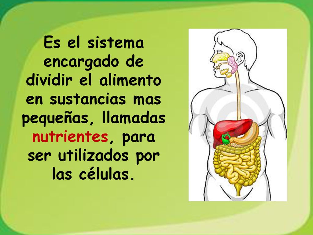 Es el sistema encargado de dividir el alimento en sustancias mas pequeñas, llamadas nutrientes, para ser utilizados por las células.