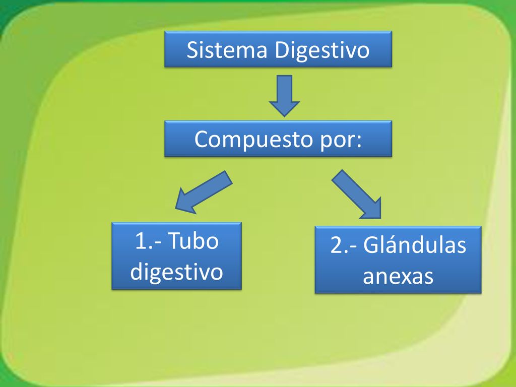Sistema Digestivo Compuesto por: 1.- Tubo digestivo 2.- Glándulas anexas