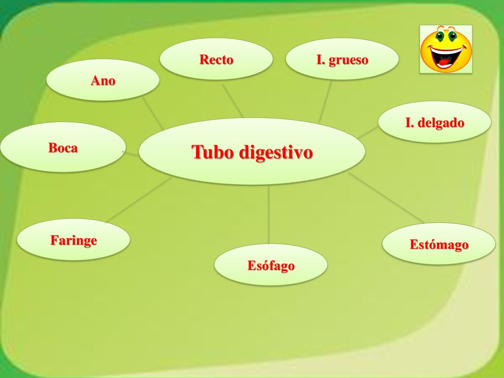 Tubo digestivo Recto I. grueso Ano I. delgado Boca Faringe Estómago