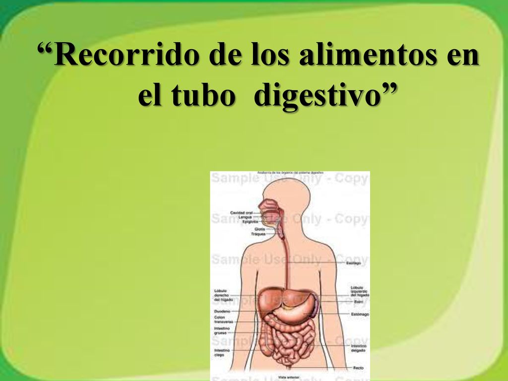 Recorrido de los alimentos en el tubo digestivo
