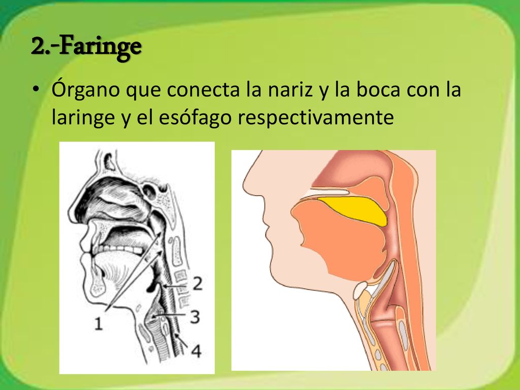 2.-Faringe Órgano que conecta la nariz y la boca con la laringe y el esófago respectivamente