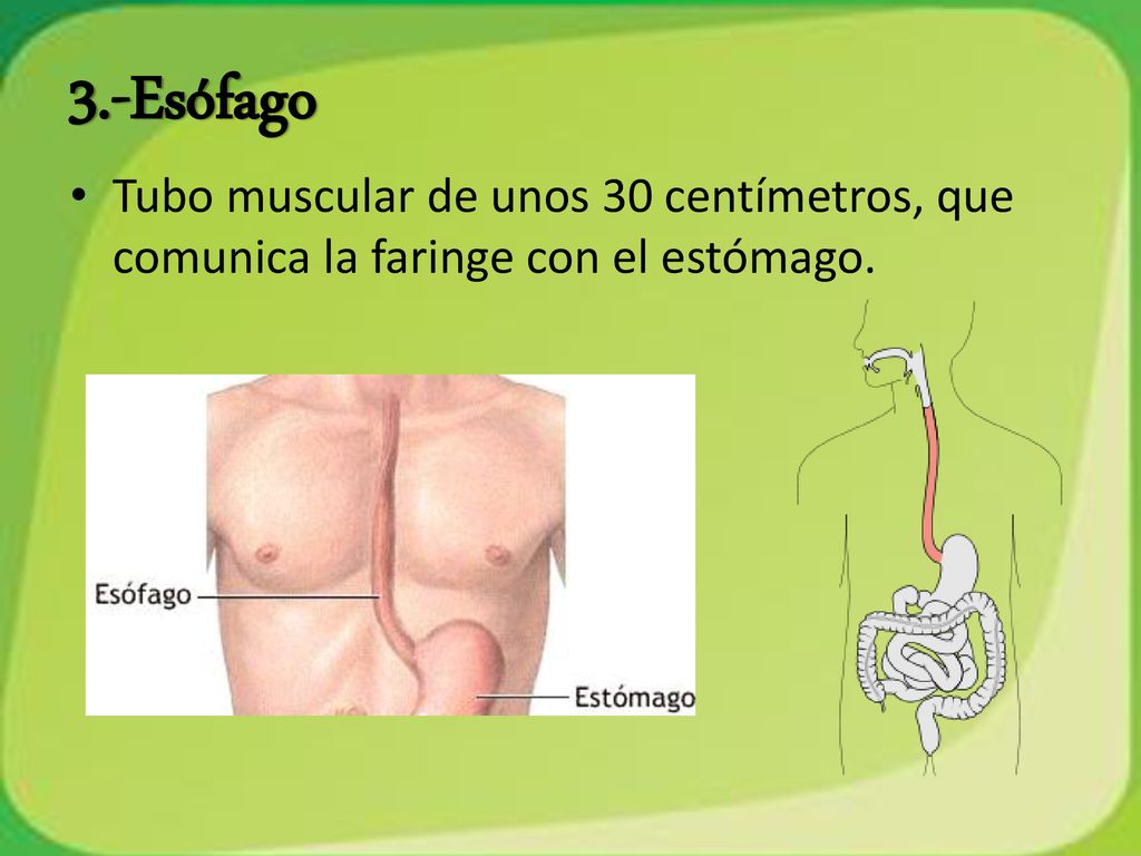 3.-Esófago Tubo muscular de unos 30 centímetros, que comunica la faringe con el estómago.