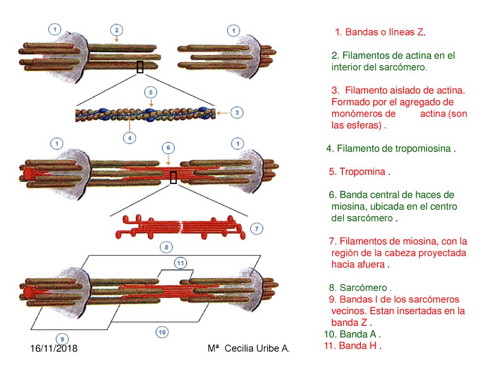 1. Bandas o líneas Z. 2. Filamentos de actina en el interior del sarcómero.