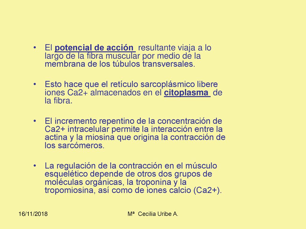 El potencial de acción resultante viaja a lo largo de la fibra muscular por medio de la membrana de los túbulos transversales.