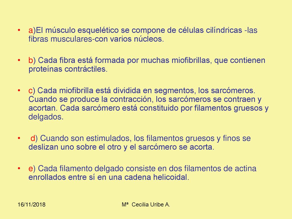 a)El músculo esquelético se compone de células cilíndricas -las fibras musculares-con varios núcleos.