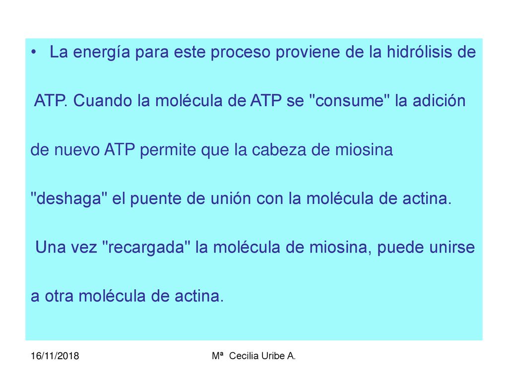 La energía para este proceso proviene de la hidrólisis de