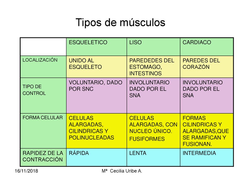Tipos de músculos ESQUELETICO LISO CARDIACO UNIDO AL ESQUELETO