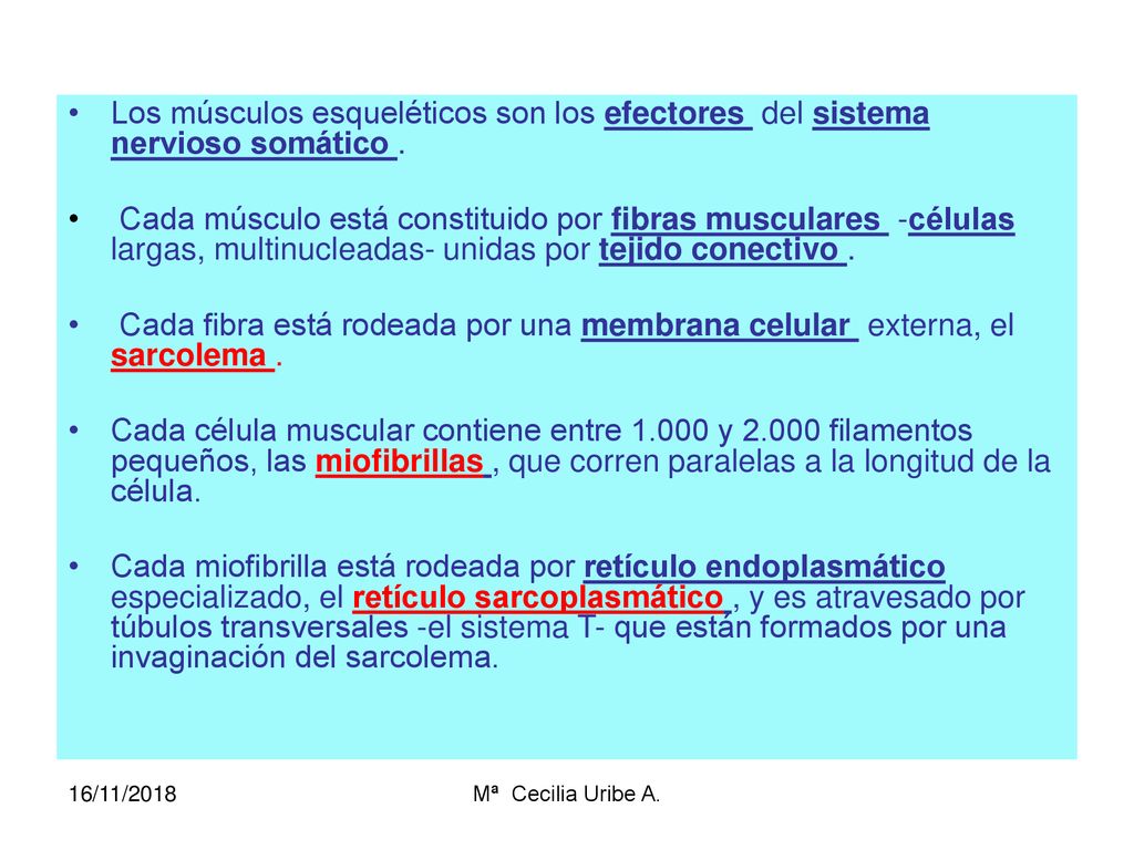 Los músculos esqueléticos son los efectores del sistema nervioso somático .