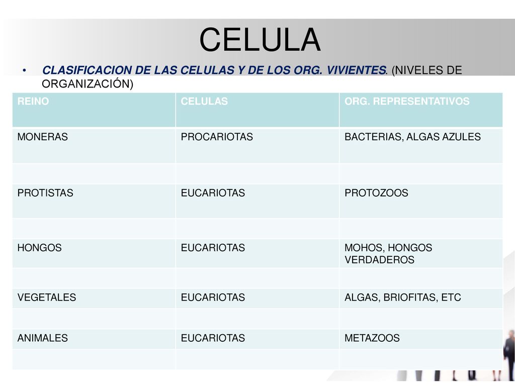 CELULA CLASIFICACION DE LAS CELULAS Y DE LOS ORG. VIVIENTES. (NIVELES DE ORGANIZACIÓN) REINO. CELULAS.