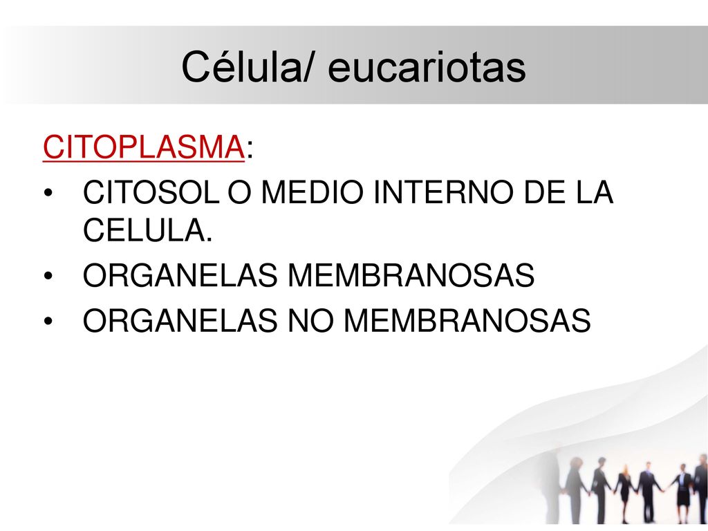Célula/ eucariotas CITOPLASMA: CITOSOL O MEDIO INTERNO DE LA CELULA.