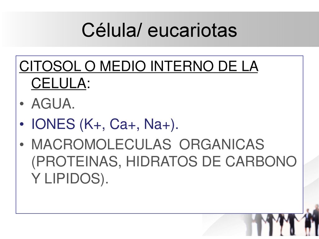 Célula/ eucariotas CITOSOL O MEDIO INTERNO DE LA CELULA: AGUA.