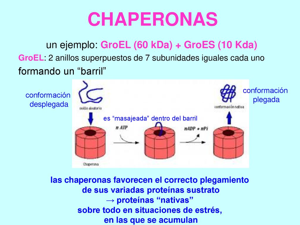 CHAPERONAS un ejemplo: GroEL (60 kDa) + GroES (10 Kda)