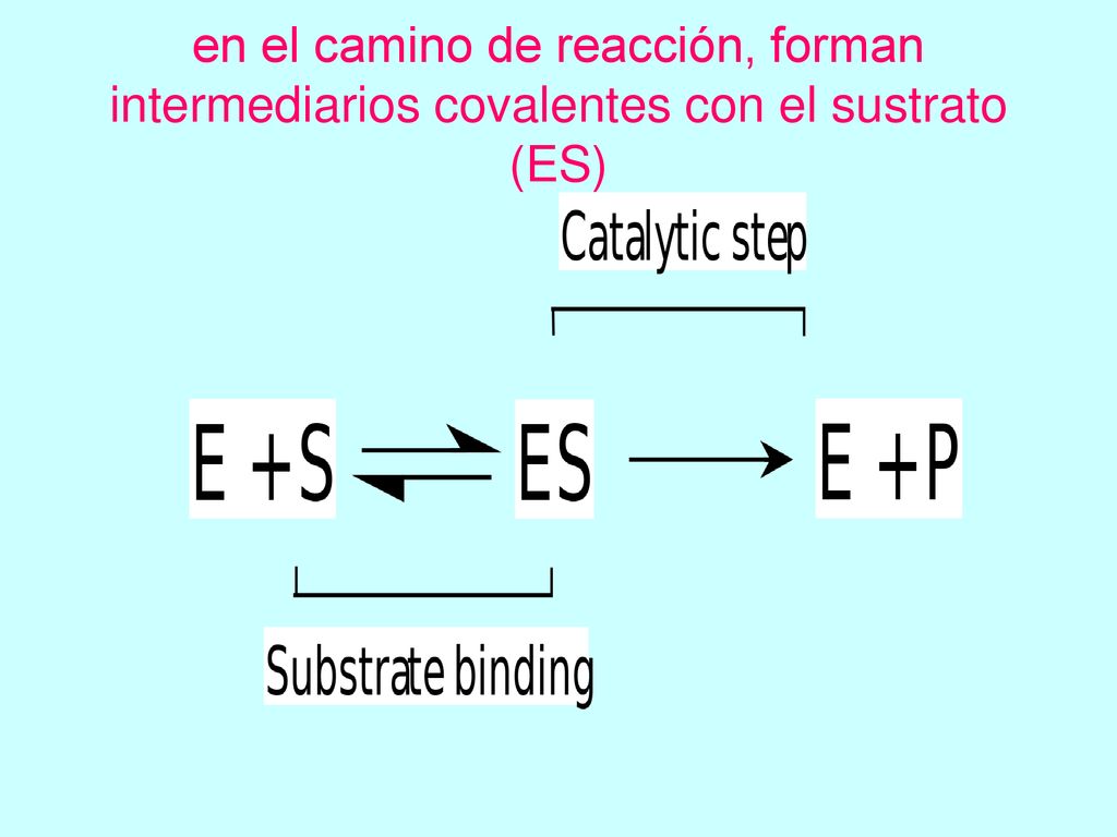 en el camino de reacción, forman intermediarios covalentes con el sustrato (ES)